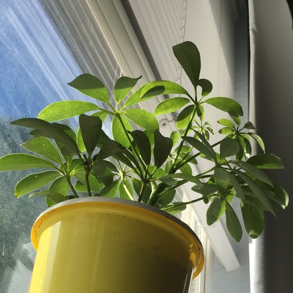 Meet your Posher, Ambar - Picture 1 of 1